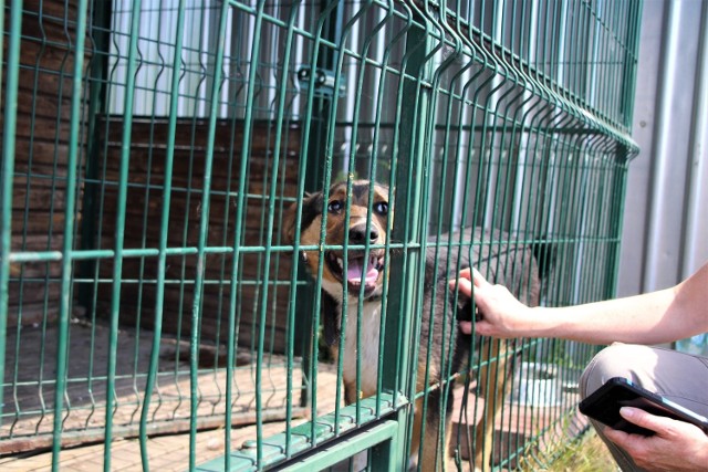 Zanim odłowione w Pruszczu Gd.  zwierzęta trafią do Schroniska OTOZ Animals w Tczewie, z którym miasto ma podpisaną umowę, przebywają w klatkach
