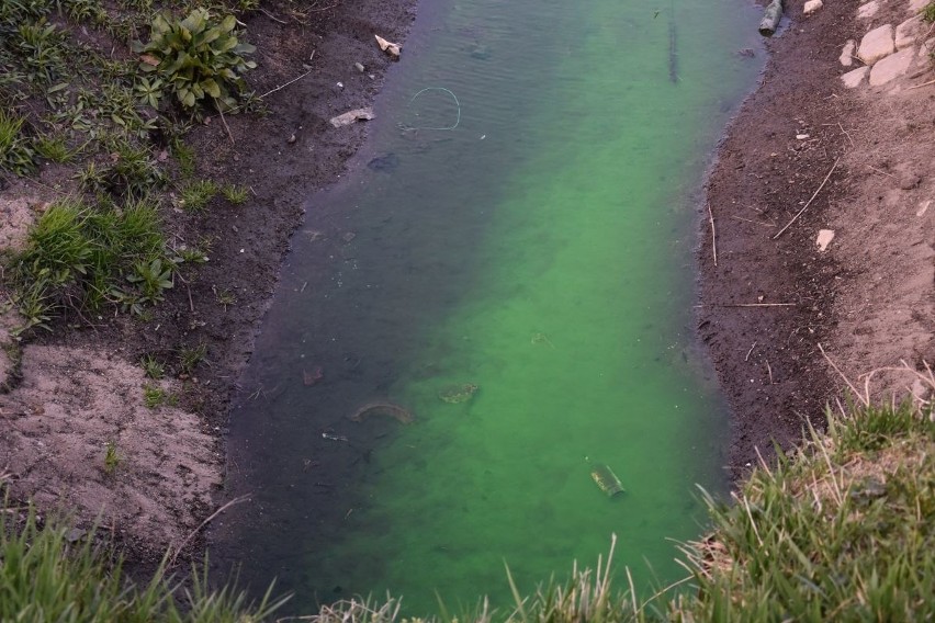 Zielona woda na Popowicach