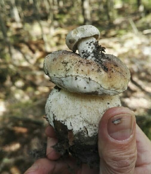 Niezwykle osobliwe grzyby padły łupem mieszkańca Tarnobrzega. Jeden wyrósł na drugim