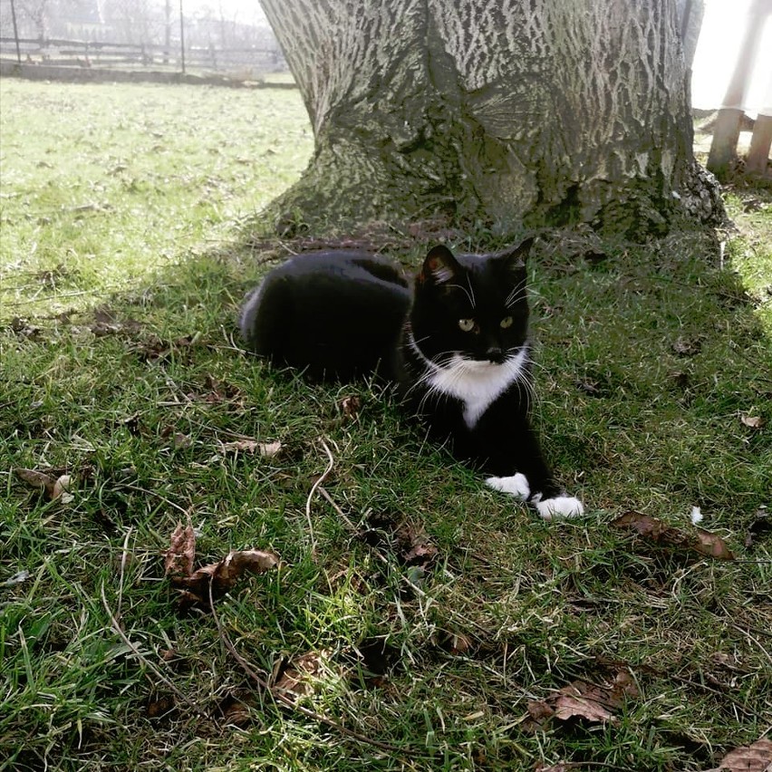 Sprawca postrzelił kota o imieniu Fifi, należącego do...