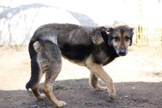 W marcu 2019 r., po interwencji policji i ekopatrolu straży miejskiej, poprzedni pies Krzysztofa K. został zabrany do schroniska, a właściciel usłyszał zarzut znęcania się nad zwierzętami. Śledztwo zostało zawieszone. Prokuratura czeka na opinię biegłego.