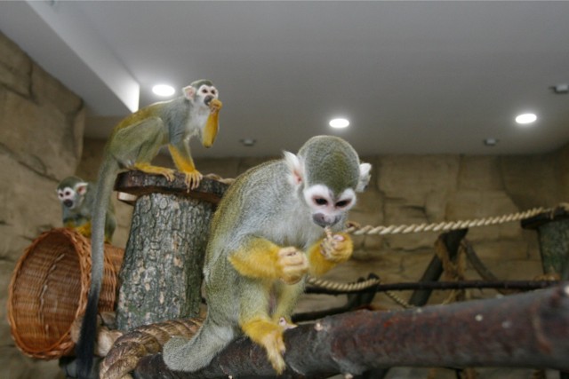 Śląski Ogród Zoologiczny