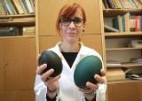 Takie jaja na ZUT, czyli zielone jaja emu trafią do analizy
