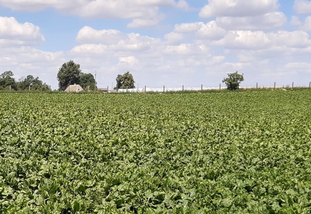 Zawartość cukru w burakach może jeszcze wzrosnąć