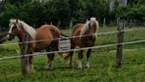 Bastion czuje się trochę lepiej. Ulubiony koń dzieci nadal potrzebuje pomocy