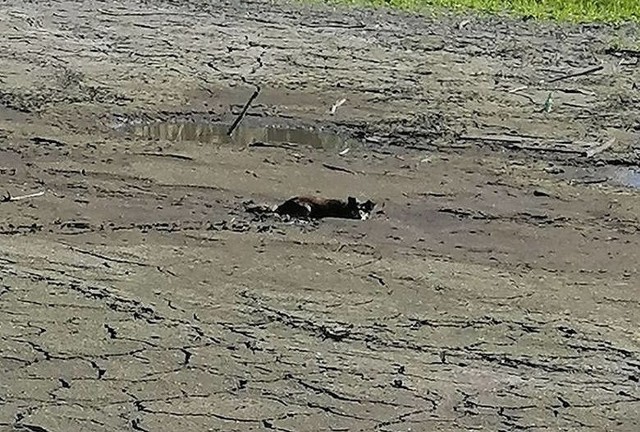 Strażakom zdarzają się niecodzienne akcje. Psa z wody wyciągnęli i reanimowali go ratownicy z OSP Lisewo. Kilka miesięcy temu pies utknął w bagnie w Osiecku i uratowali go ratownicy z OSP Bledzew i  JRG w Międzyrzeczu (na zdjęciu)