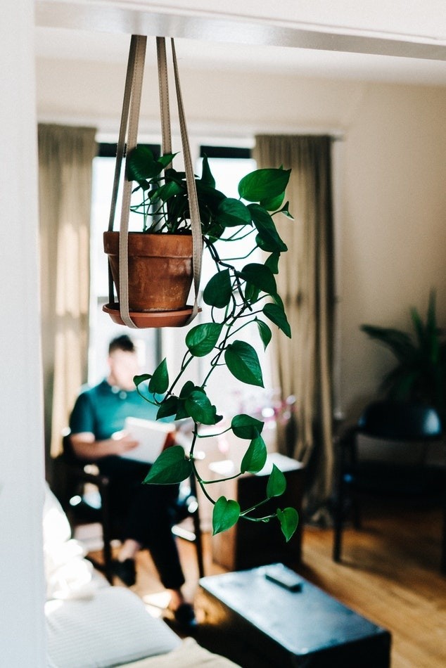 Domowa dżungla. Jak modnie zaaranżować rośliny w mieszkaniu? Pomysły na stylowe i proste dekoracje z kwiatami i roślinami w roli głównej 