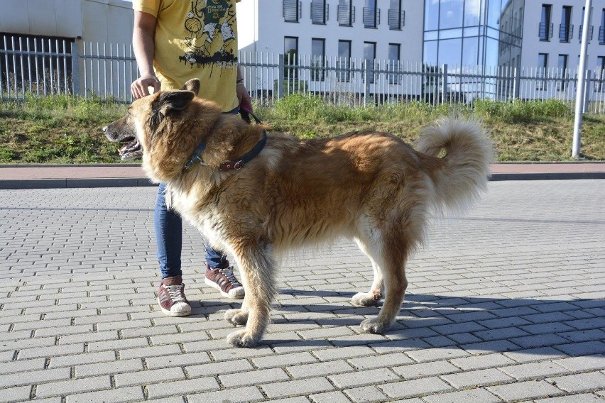 Wszyscy go kochają, ale domu ciągle nie znalazł