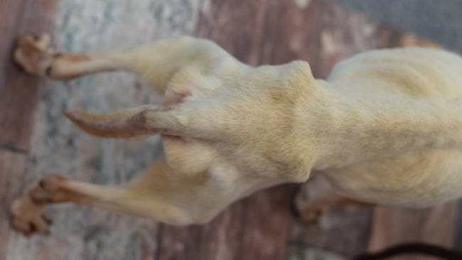 Zagłodzone psy w hodowli w Myszkowie