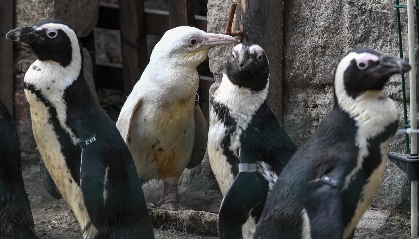 W gdańskim zoo urodził się pingwin albinos. To fenomen na...