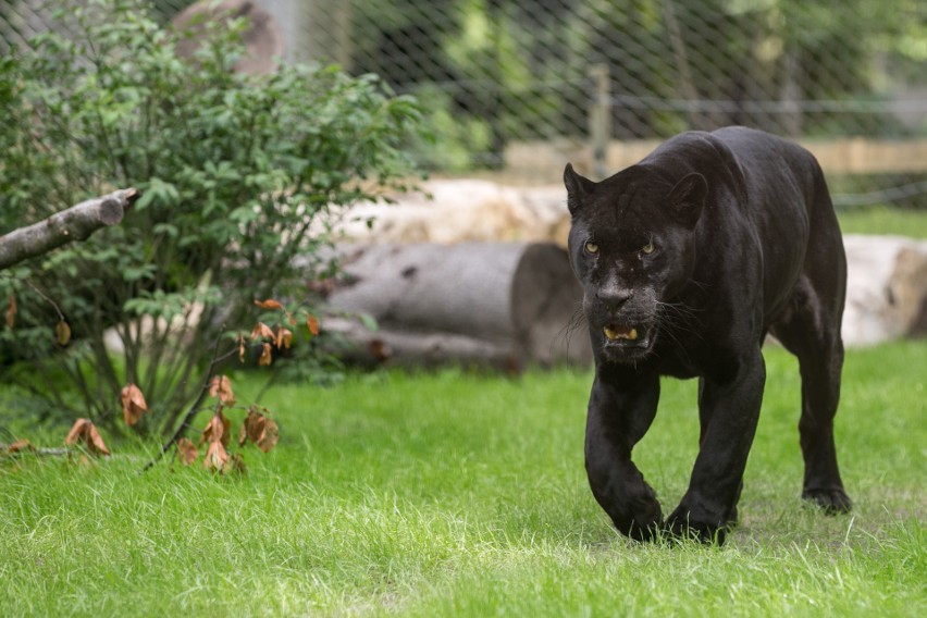 Krakowski Ogród Zoologiczny. Lwy azjatyckie i czarne jaguary dostały nowoczesne wybiegi [ZDJĘCIA]