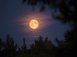 W czwartek 25 stycznia Wilczy Księżyc – pierwsza pełnia Księżyca w 2024 roku. Styczniowe niebo zachwyca nocą