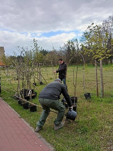 W Białobrzegach były sadzone młode jabłonie, lipy i brzozy, to w ramach akcji "Czas na las".