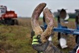 Krzywe buraki rolnika ni chcą kupić markety! Buraki nie spełniają sklepowych standardów. Rolnik spod Łęczycy zostanie bankrutem 8.01.2021