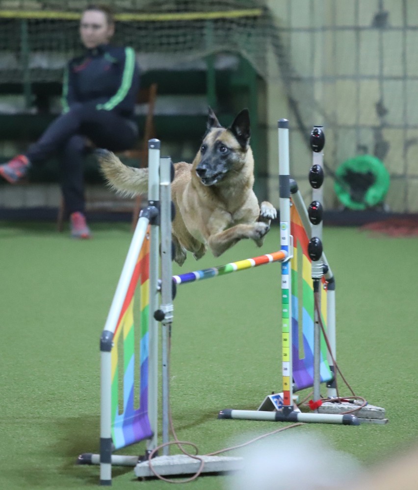 Zawody Agility w Czeladzi. Psy i ich właściciele rywalizowali w kilku konkurencjach [ZDJĘCIA]