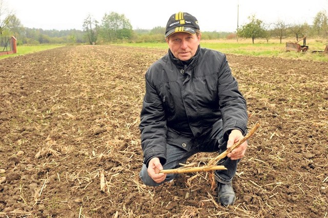 - Po ataku dzików obsiałem już pole pszenicą, ale nie mam pewności czy cokolwiek zbiorę - mówi Tadeusz Świgoń z Załęża. - Nikt nie może mi pomóc, bo dziki mają większe prawa niż my.