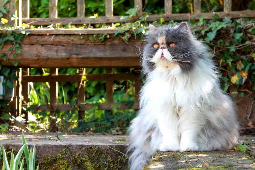 Koty perskie są krępe i mają dość dużą głowę. Ich...