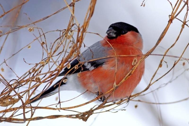Biebrzański Park Narodowy. Pomóżmy ptakom przetrwać zimę (zdjęcia)