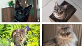 Międzynarodowy Dzień Kota. Oto zdjęcia kociaków naszych czytelników!