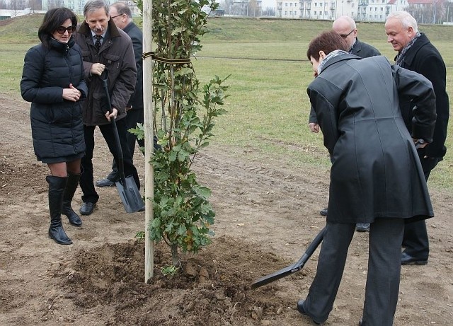 W środę nastąpiła uroczystość posadzenia ostatniego dębu