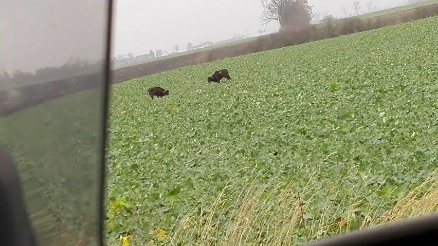 Na żer wychodzi zwykle o zmierzchu, lecz tam, gdzie nie jest...