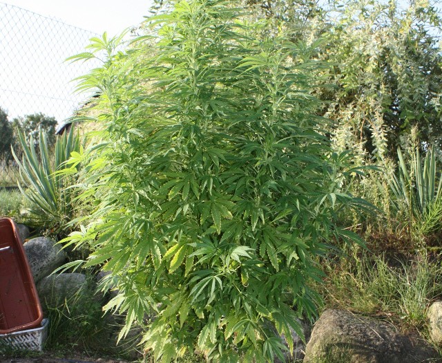 W ogrodzie młodego mieszkańca Brodnicy rosły krzaki marihuany