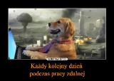 Polacy mają już dość home office? Zobacz najlepsze MEMY o pracy zdalnej!