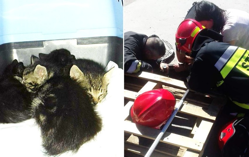 Strażacy uratowali malutkie kotki i kaczuszki [zdjęcia]