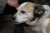 Pies zabrany mieszkankom DPS w Przemyślu może wrócić do domu
