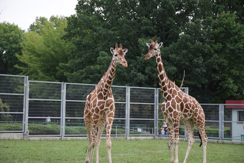 Pierwsze urodziny Luny w śląskim zoo