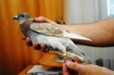 Łęczna: ukradli 100 gołębi, wpadli w ręce policji