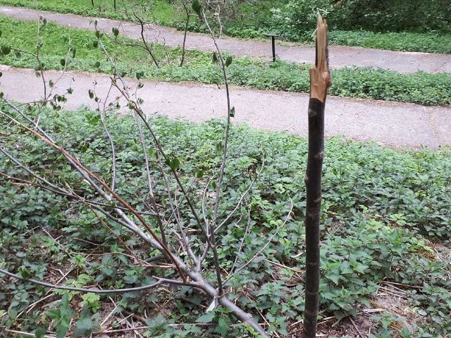 Niedawno ktoś zniszczył jedno z młodych drzew, jakie rosło na terenie ogrodu botanicznego od 5 lat.