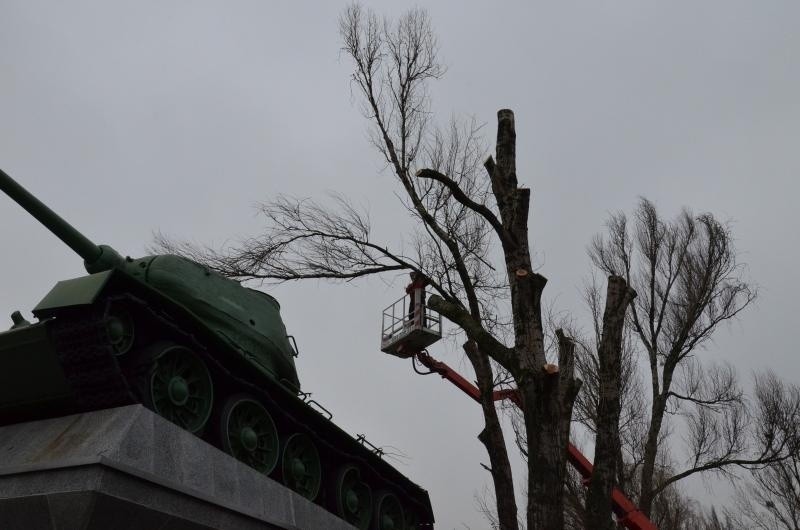 Wycinka drzew na cmentarzu oficerów Armii Czerwonej