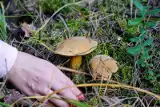 Jak długo rosną grzyby po deszczu? To musisz wiedzieć przed grzybobraniem