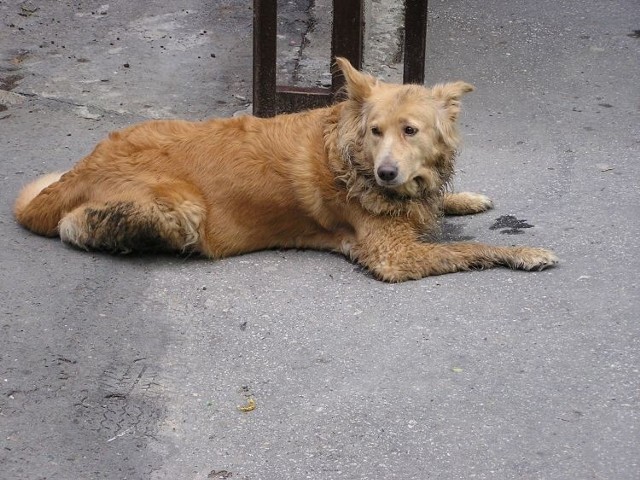 Bezdomne psy to plaga Kuźnicy Białostockiej