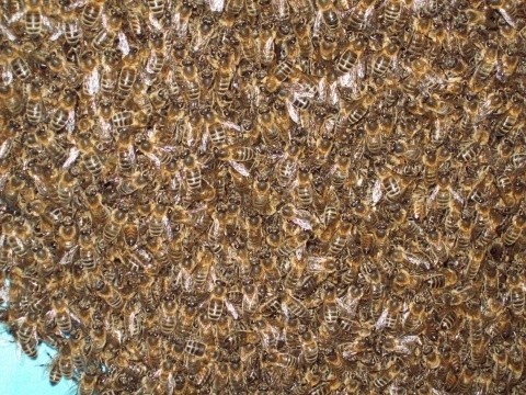 Niezwykłe! Pan Sebastian odkrył na drzewie około  60 tysięcy pszczół ZDJĘCIA