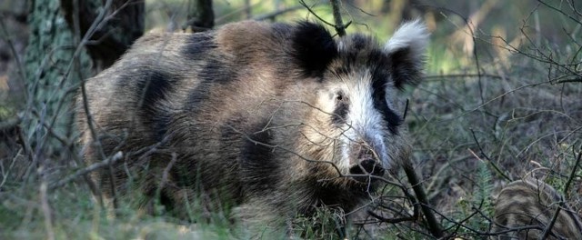 Atak dzika na motera, to pierwszy taki przypadek w tym roku. Do podobnych doszło jednak także w ubiegłym. Jesienią dzik poturbował myśliwego z Woliczki. Niedługo później w Rudnej Małej ofiarą dzika padł miejscowy nauczyciel. Obaj poszkodowani wylądowali na kilka dni w szpitalu.