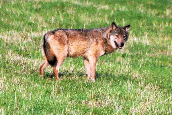 Na terenie Podkarpacia żyje około 500 wilków. Od 1995 roku są one objęte ochroną.