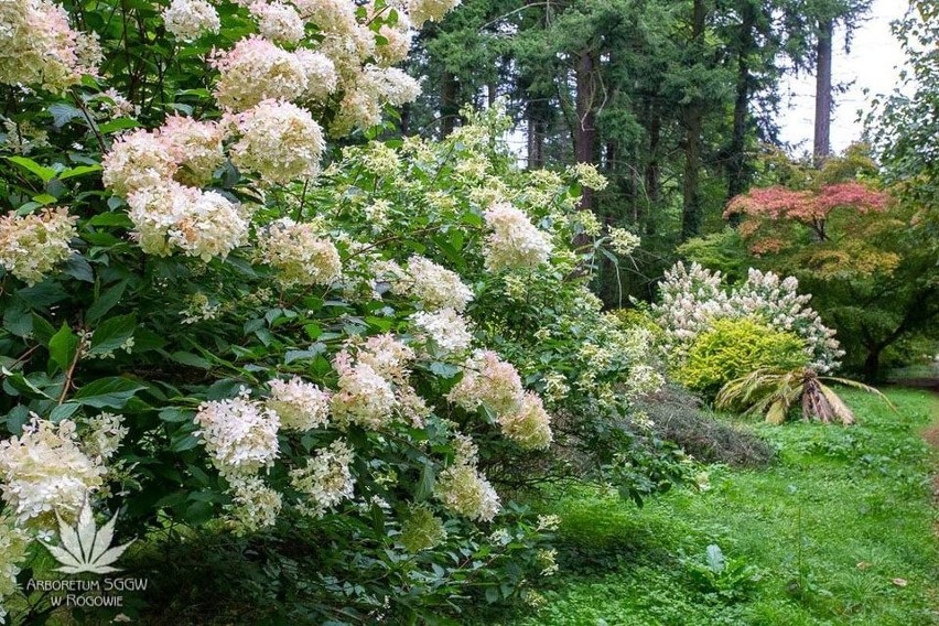 W rogowskim arboretum kwitną hortensje i lilie wodne