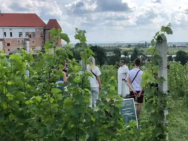 Sandomierskie winnice zapraszają turystów i  i mieszkańców na majowy weekend. Właściciele winnic oferują zwiedzanie i swoją gościnę. Drzwi winnic będą otwarte od soboty 1 maja do poniedziałku 3 maja. Wyjątkiem będzie winnica u Ojców Dominikanów w Sandomierzu, która czeka na gości w piątek i sobotę. Na zdjęciu winnica u Dominikanów w Sandomierzu.