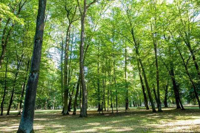 Tak wygląda Park Lubomirskich.