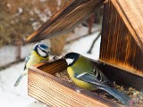 Pamiętaj o ptakach zimą! Co wyłożyć do karmnika? Chleb to najgorszy pomysł, ale sprawdzi się nie tylko ziarno. Sprawdź, czym karmić ptaki