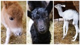 Wiosenny baby boom w Zoo Borysew koło Poddębic. Kilkanaście narodzin, szykują się kolejne. Maluchy można oglądać na wybiegach