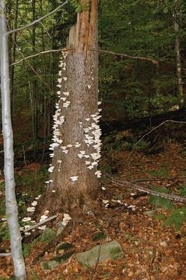 Wszystkie owocniki z blaszkami na spodzie kapelusza, traktujemy bardzo podejrzliwie