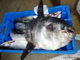 Subtropikalna ryba w znaleziona w Bałtyku [zdjęcia, wideo]