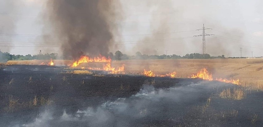 Duży pożar pod Wrocławiem. Spłonęły 4 hektary (ZDJĘCIA)