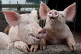 Dziś ostatni dzień na złożenie wniosku o wsparcie na inwestycje zapobiegające ASF u świń. Poznaj kwotę dofinansowania