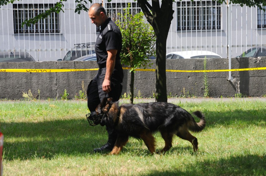 Psy patrolowe rywalizowały w zawodach w Krakowie