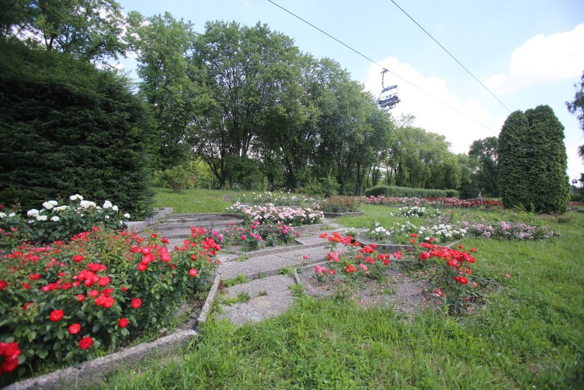 Rosarium - Park Śląski - Chorzów lipiec 2021....