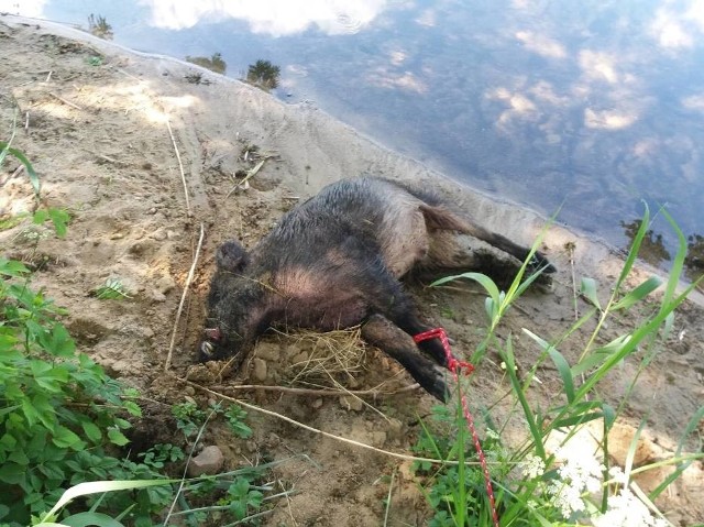 Strażacy wyłowili martwego dzika z jeziora Brodno Małe